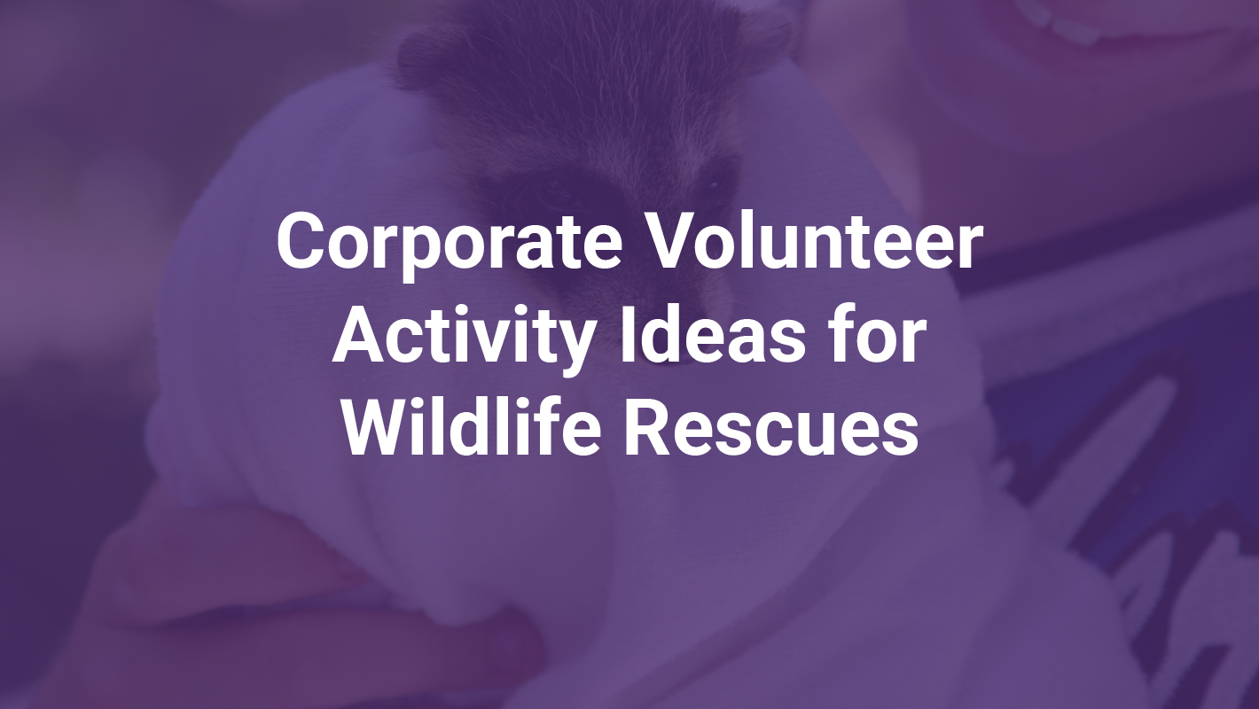Corporate Volunteer Activity Ideas for Wildlife Rescues